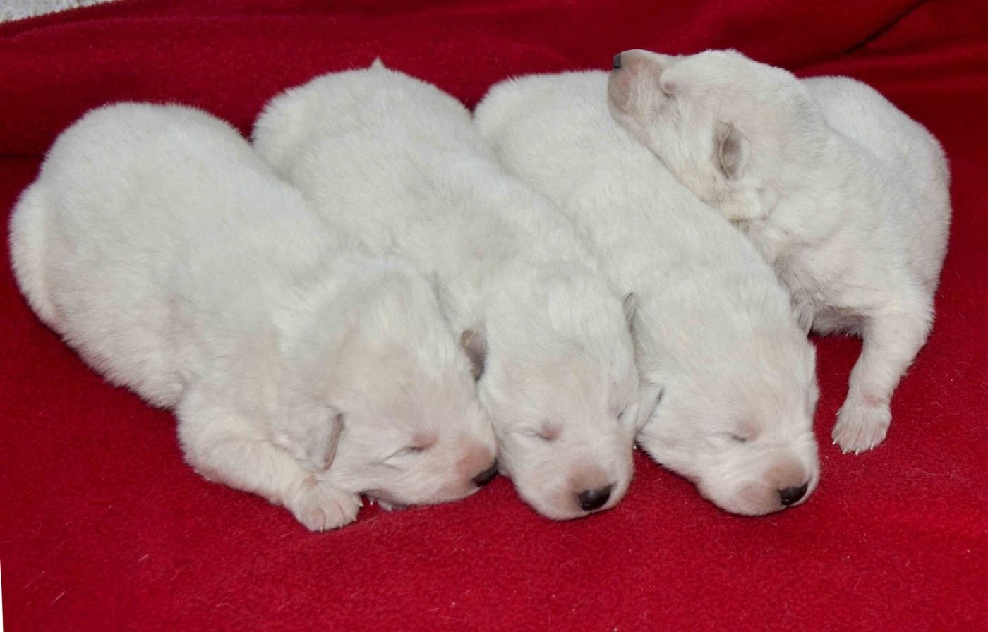 Cachorros 4